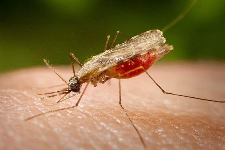 मुगुका १० बस्ती मलेरियाको जोखिममा