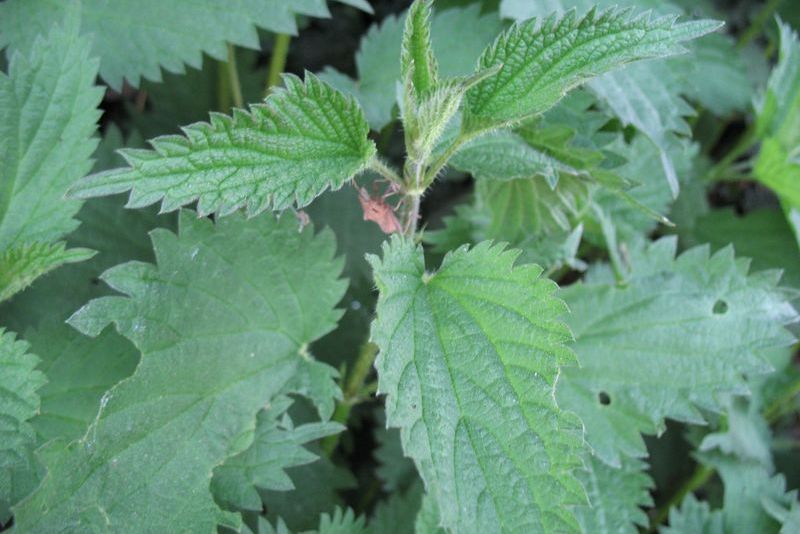 सिस्नोमा पाइन्छन् यस्ता औषधीय गुण