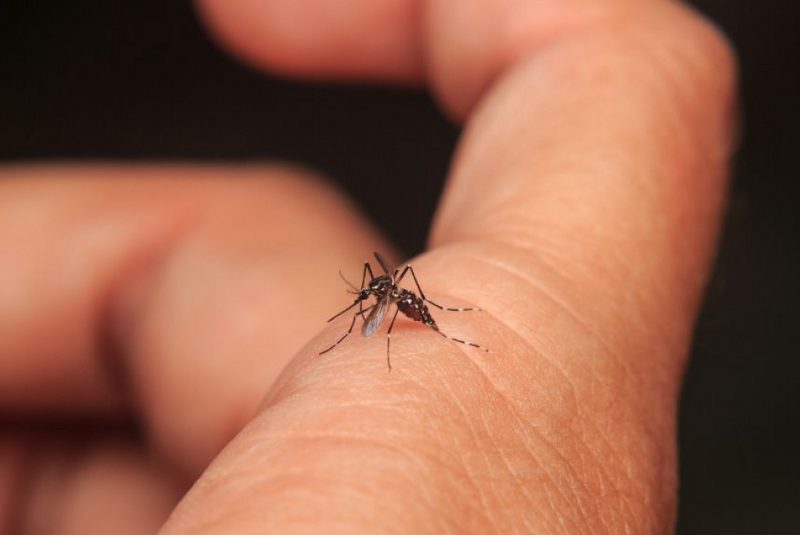 अध्ययन भन्छ : डेंगु संक्रमण भएका बिरामीमा लामखुट्टे बढी आकर्षित